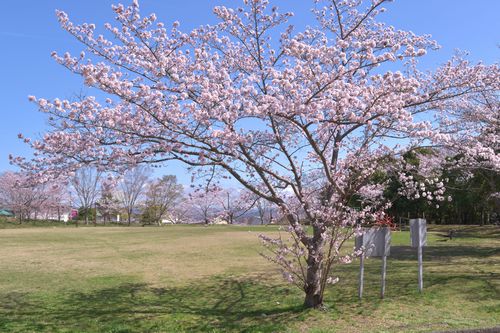 桜のRAW現像