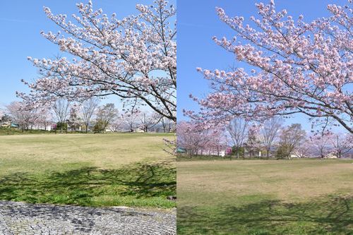 桜のRAW現像