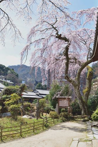 善福寺の糸桜