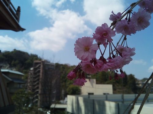 桜の加工例