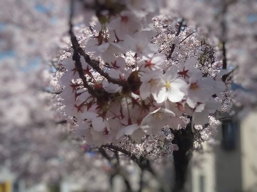 桜の加工例