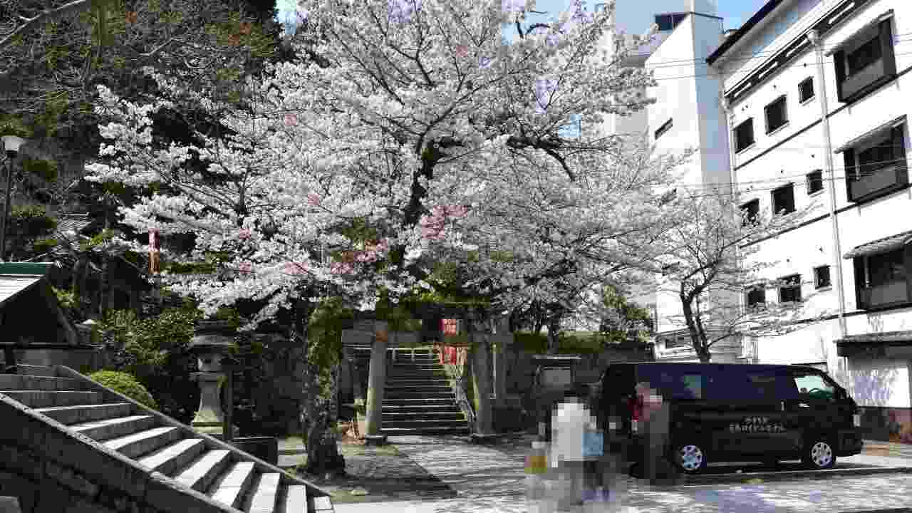 温泉寺境内の桜