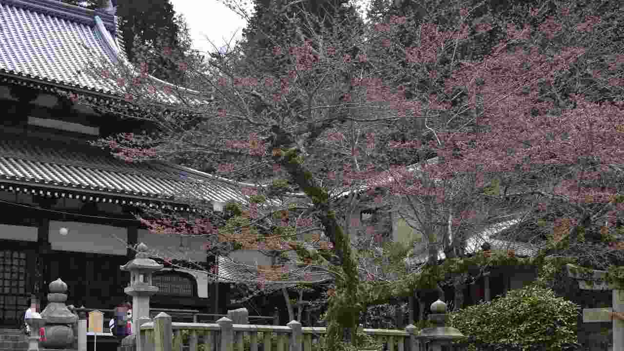 温泉寺境内の桜