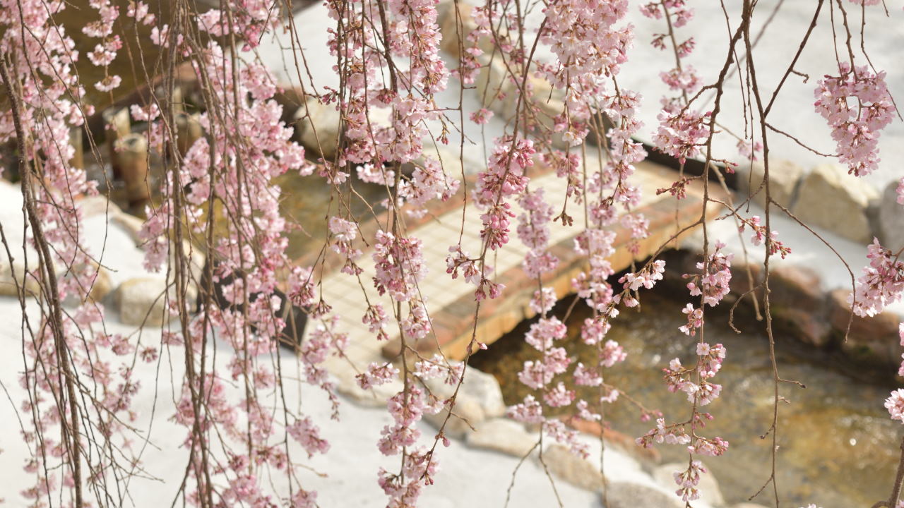 有馬温泉の枝垂桜