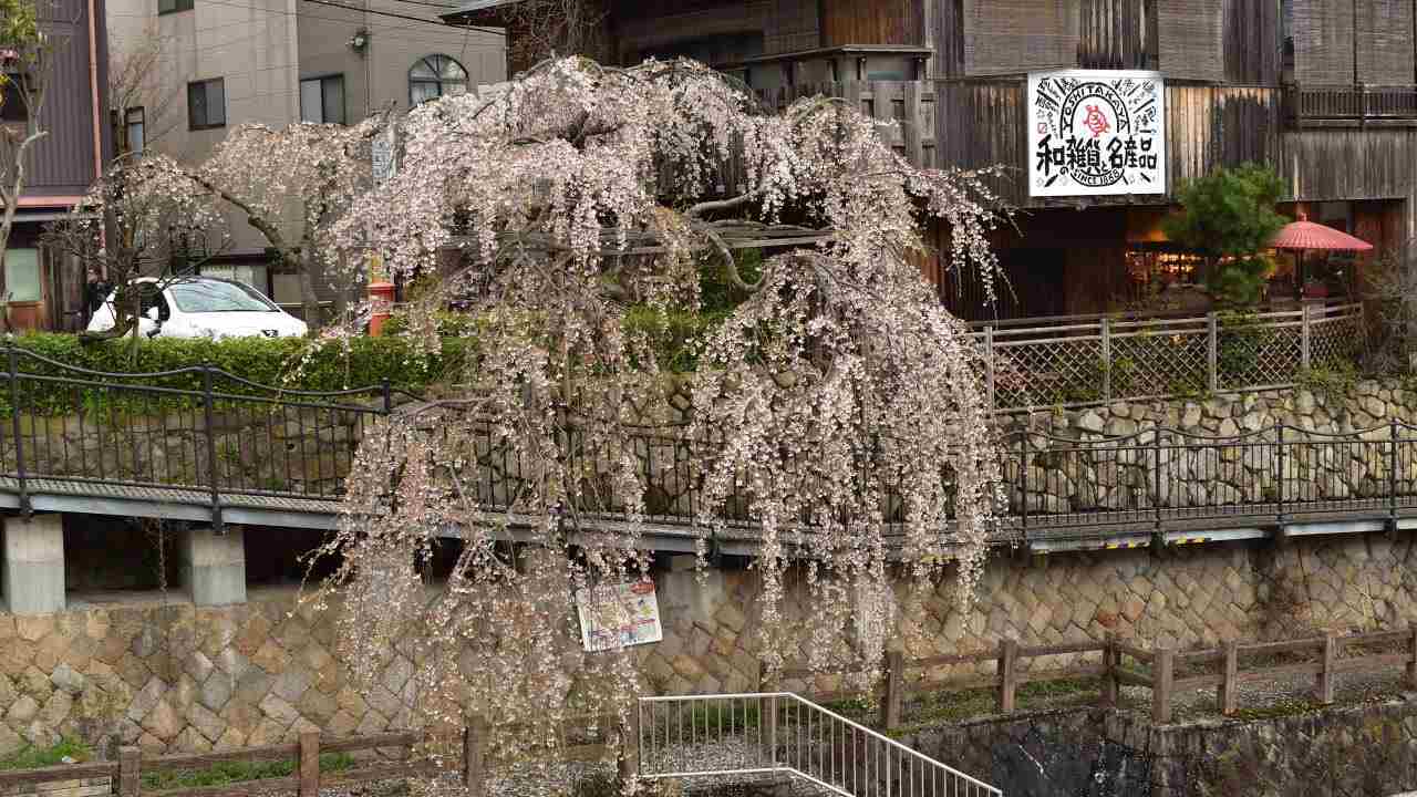 太閤橋沿いの枝垂桜